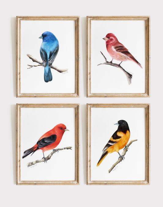 Backyard Bird Art Prints - Set of 4 - Studio Q - Art by Nicky Quartermaine Scott