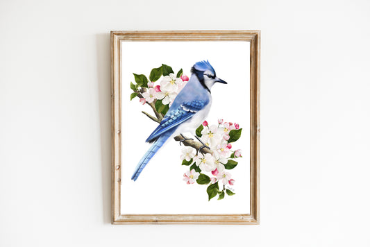 Blue Jay Bird on Apple Blossom Branch Art Print - Studio Q - Art by Nicky Quartermaine Scott