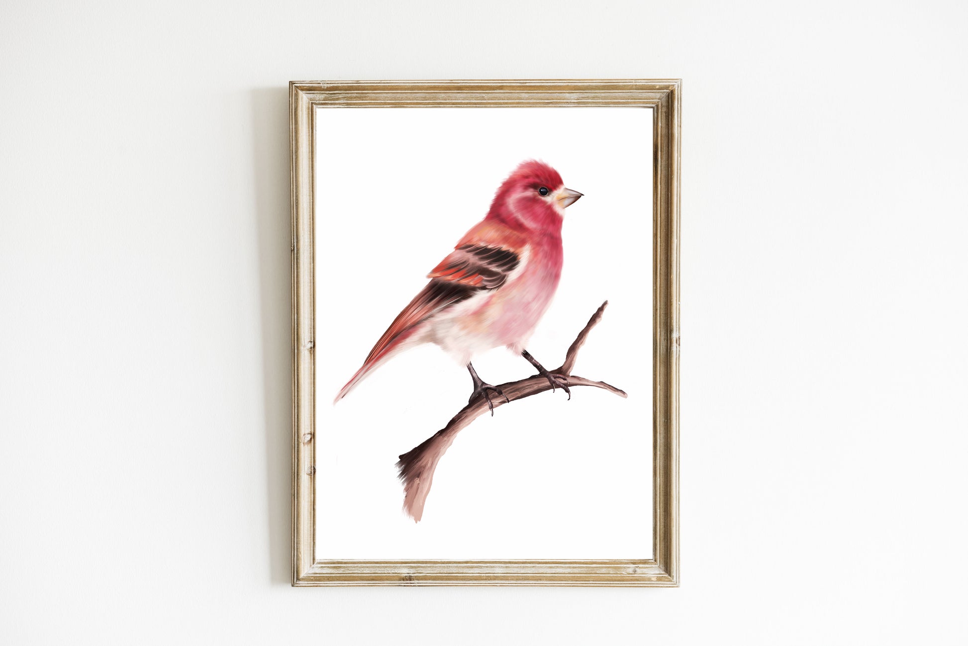 Purple Finch bird on branch Art Print - Studio Q - Art by Nicky Quartermaine Scott