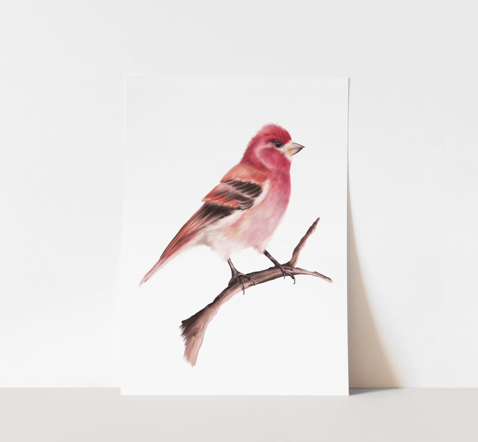 Purple Finch Art Print - Studio Q - Art by Nicky Quartermaine Scott