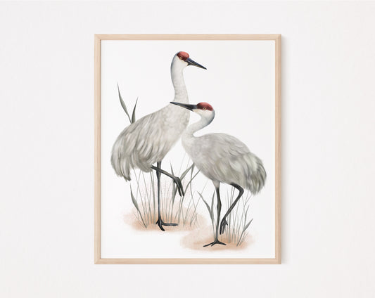 Sandhill Cranes Bird Art Print- Studio Q - Art by Nicky Quartermaine Scott