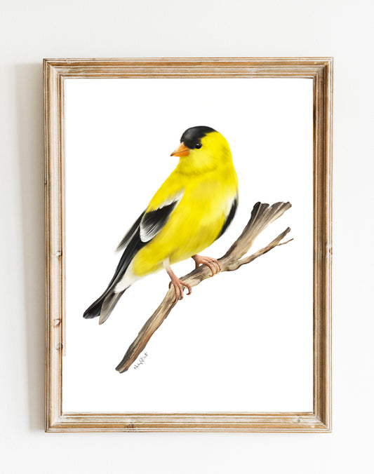 American Goldfinch Bird Art Print - Studio Q - Art by Nicky Quartermaine Scott