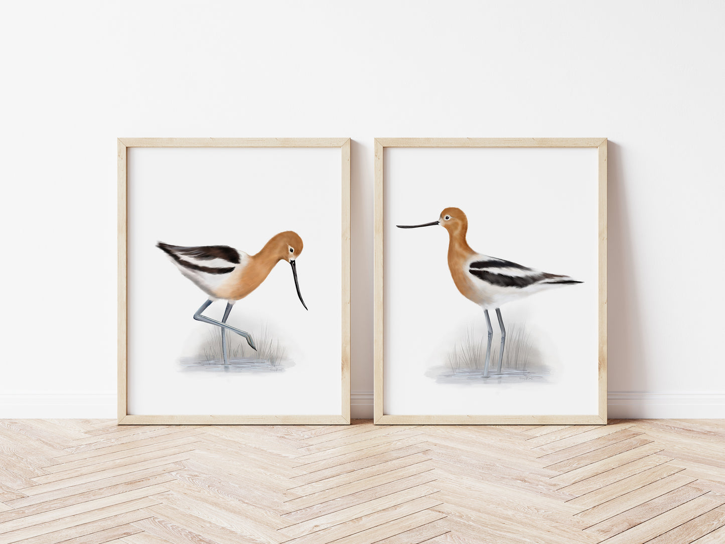 American Avocet Bird Art Prints- Set of 2 - Studio Q - Art by Nicky Quartermaine Scott