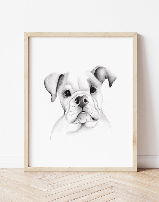 American Bulldog Pencil Drawing Print - Studio Q - Art by Nicky Quartermaine Scott