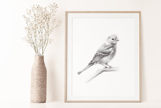 Bird (Chaffinch) Pencil Drawing Print - Studio Q - Art by Nicky Quartermaine Scott