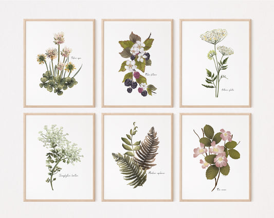 Wildflower Floral Art Prints - Set 6- Studio Q - Art by Nicky Quartermaine Scott