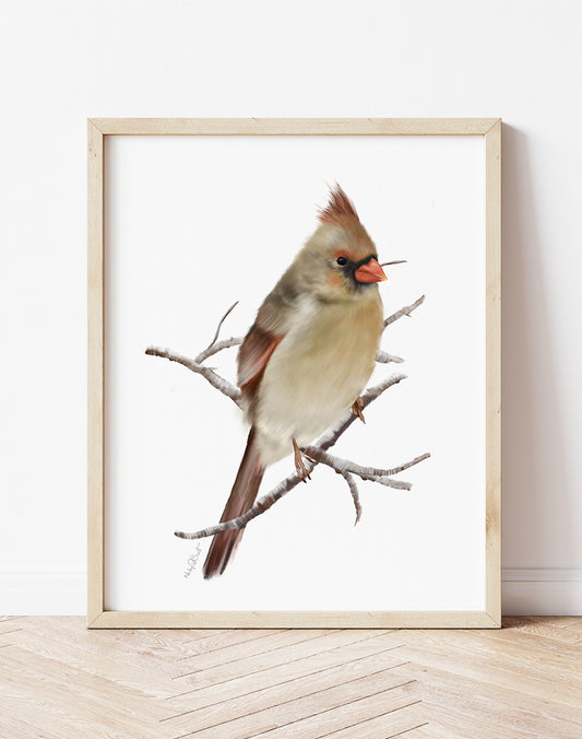 Cardinal Bird Art Print 2- Studio Q - Art by Nicky Quartermaine Scott