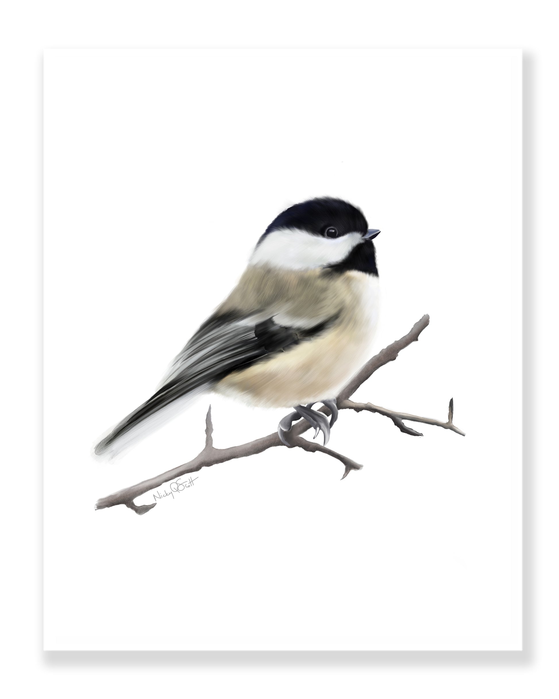 Chickadee Art Print - Studio Q - Art by Nicky Quartermaine Scott