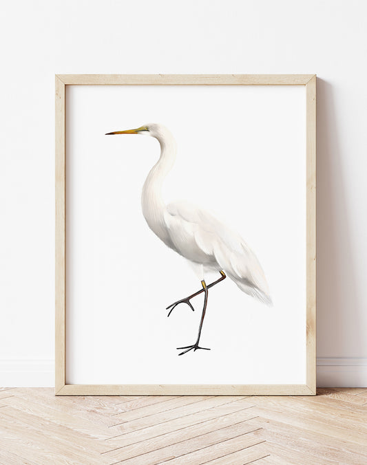 Great Egret 2 Bird Art Print- Studio Q - Art by Nicky Quartermaine Scott