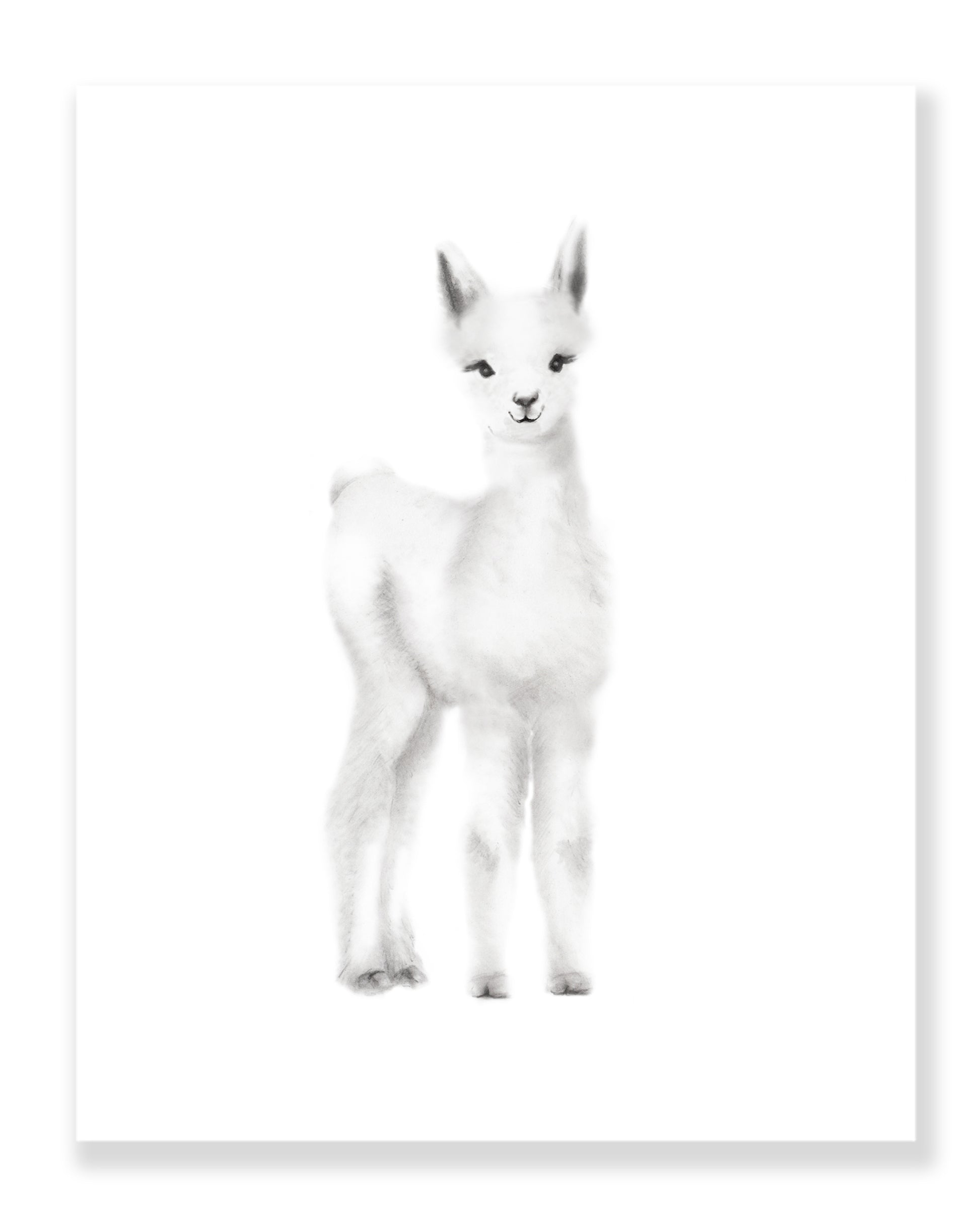 Baby Llama Nursery Art Print- Studio Q - Art by Nicky Quartermaine Scott