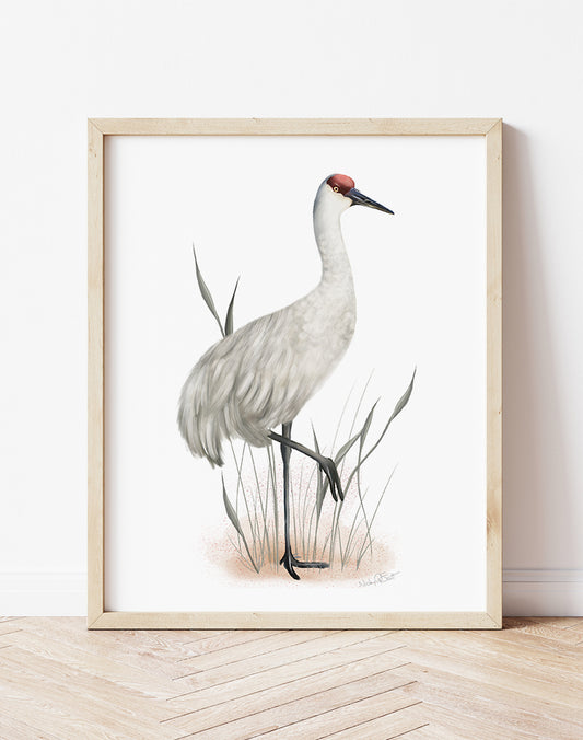 Studio Q - Art by NIcky Quartermaine Scott - Sandhill Crane Bird Art Print